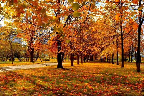 落造句子二年级上册