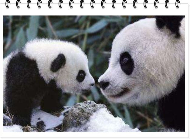 国际野生动物基金会会徽的图案是什么?