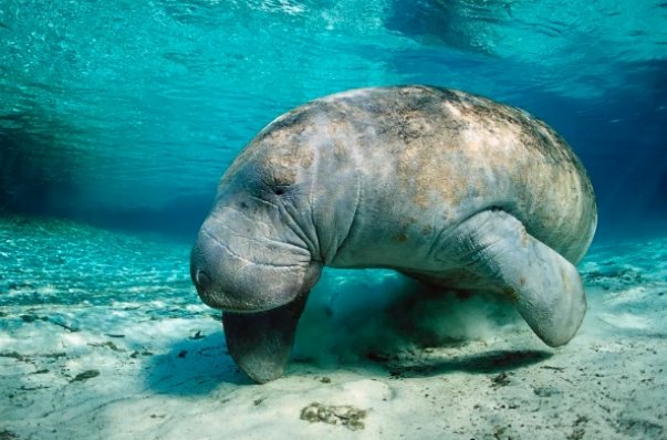 美人鱼是什么动物