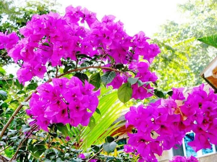 姹紫嫣红的“嫣”是什么意思？