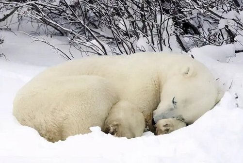 北极熊和大熊猫冬眠吗