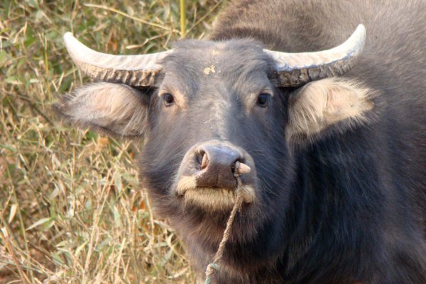 阳关大道打一动物