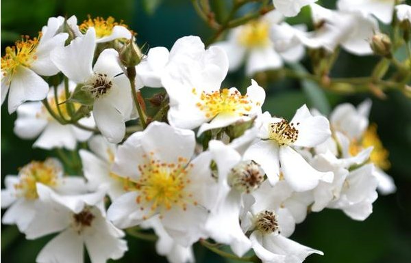 开到荼蘼是什么意思？