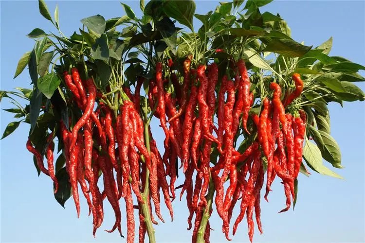 有人说，中国人正在慢慢戒掉“重口味”，这里的重口味指的到底是什么？