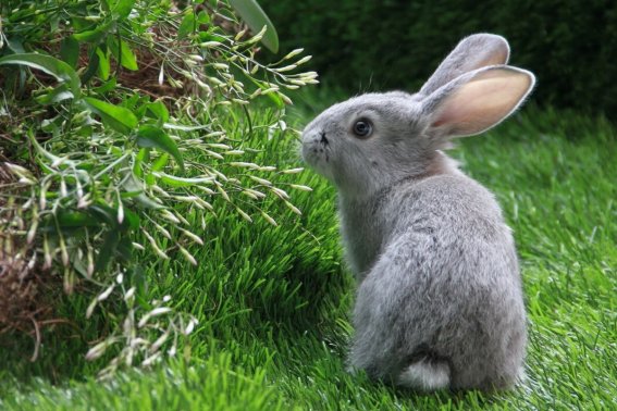 色中饿鬼打一动物生肖