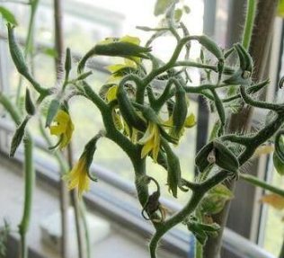 西红柿打叉掐尖图解