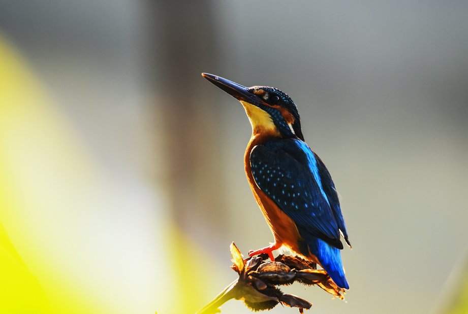 鸟类吃胖后，依靠原有翅膀的力量还能飞起来吗？