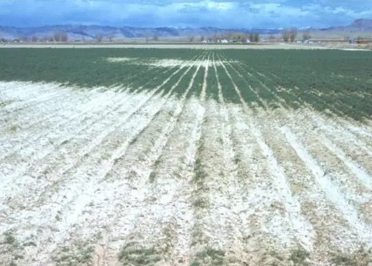 土壤盐碱化会导致粮食减产，这是为什么呢？