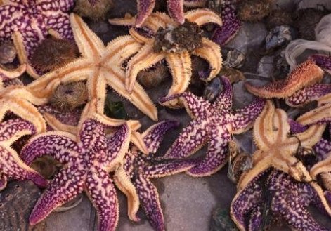 经济损失1亿元！青岛胶州湾已捕杀海星约45万斤，海星是外来生物侵入吗？