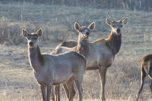 八嘎是什么意思翻译成中文