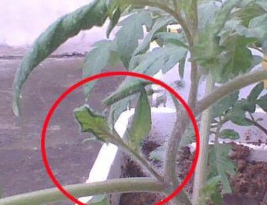 西红柿打叉掐尖图解