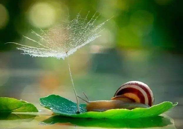 que sera sera什么意思