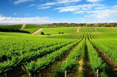 中国农业种植技术网是什么？