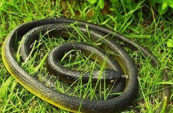 见贤思齐,打一生肖