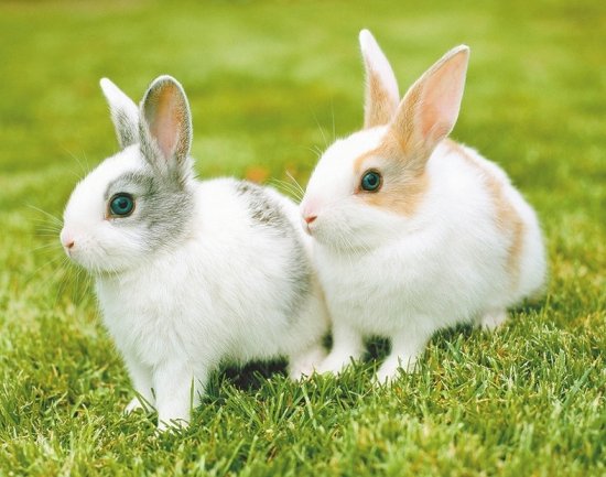 雄兔脚扑朔雌兔眼迷离是什么意思