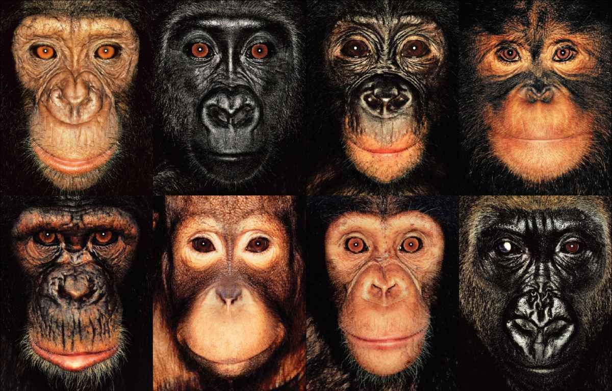 中间人类的剧情介绍