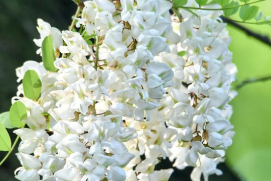 赞美槐花香的句子