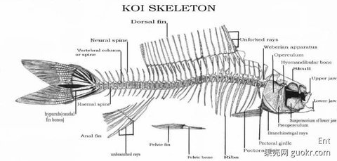 骨头男孩的介绍