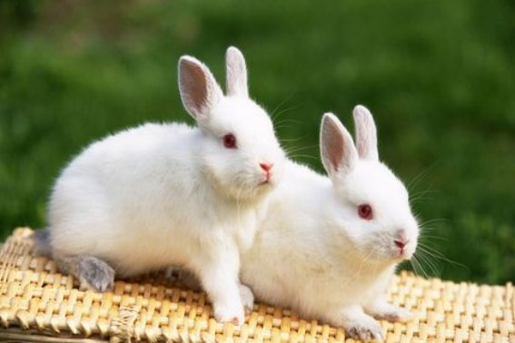 色中饿鬼打一动物生肖