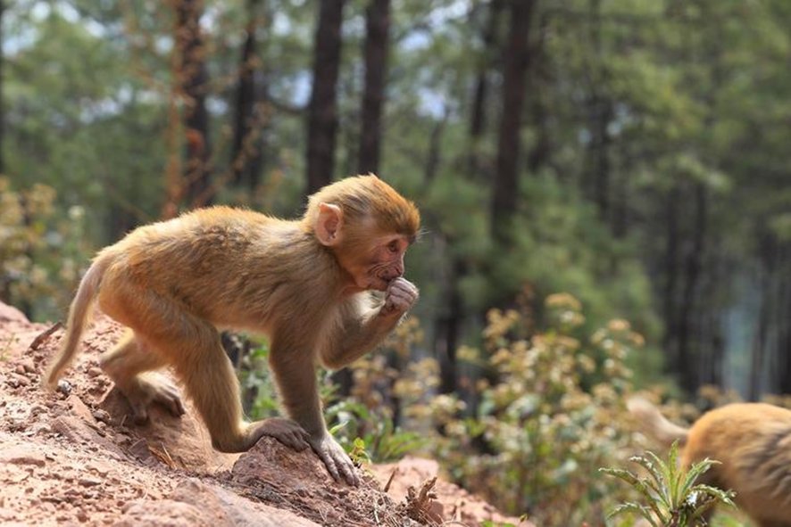 八难三灾,打一生肖