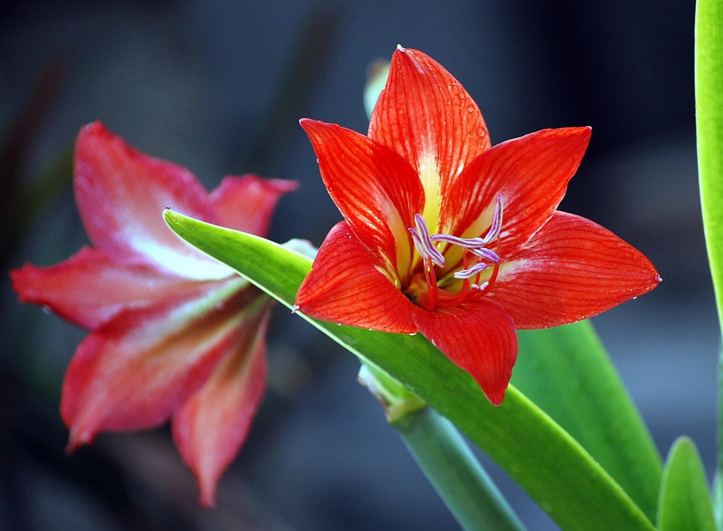 鹤顶红花有毒吗