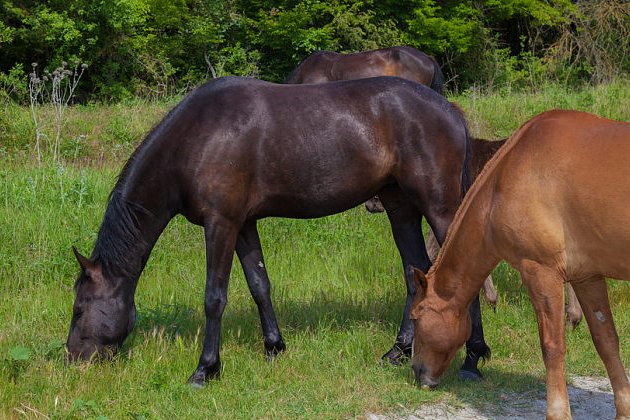 八嘎是什么意思翻译成中文