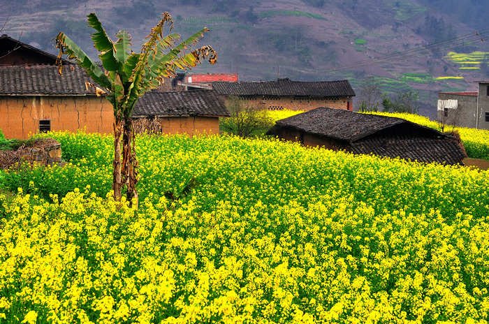 济南的春天 老舍的 要原文