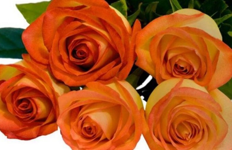 5朵玫瑰花代表什么意思?