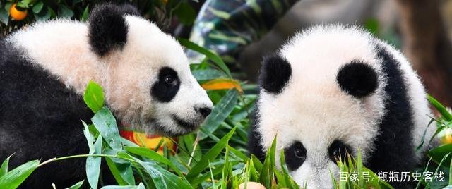 大熊猫栖息在哪里？