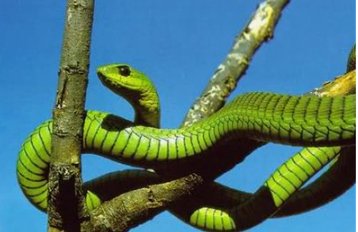 见贤思齐,打一生肖