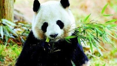 大熊猫栖息在哪里？