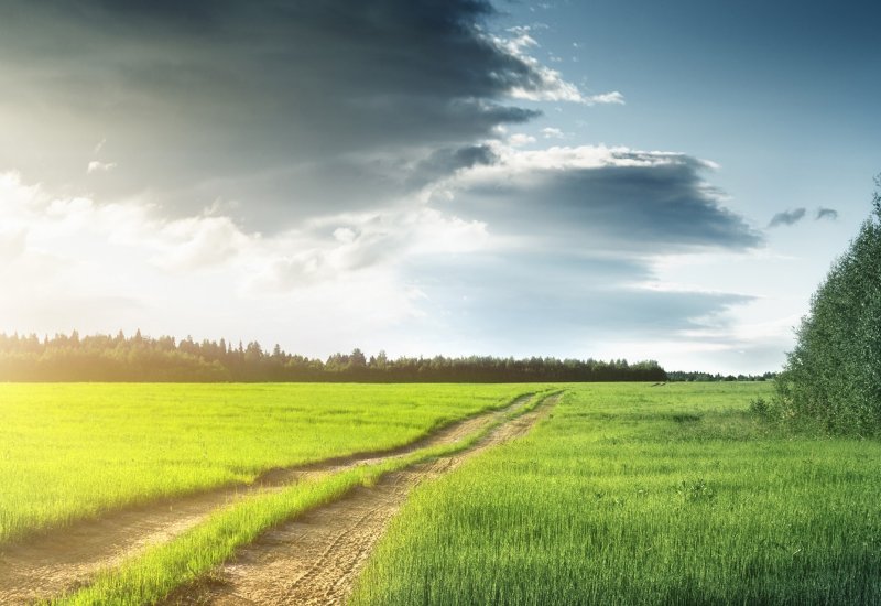 芳草萋萋的意思解释