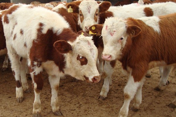 阳关大道打一动物