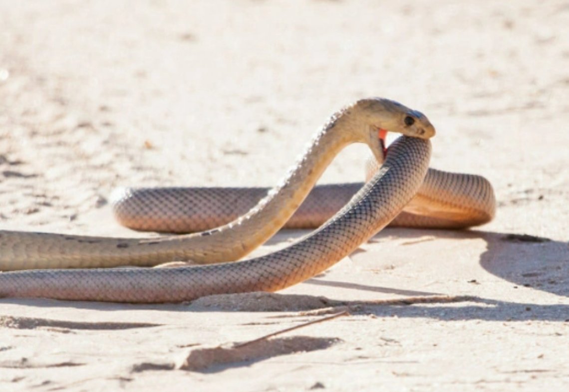 知书明理打一准生肖