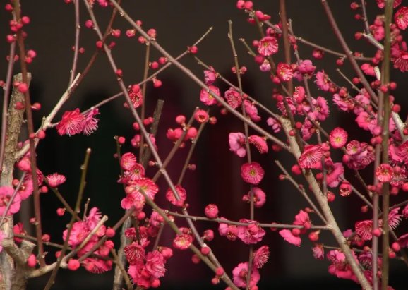 梅花代表什么象征意义?