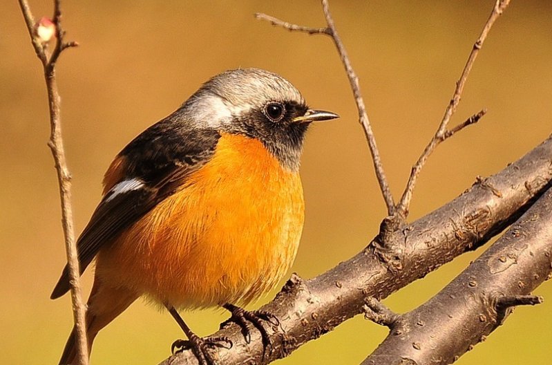 鸟类吃胖后，依靠原有翅膀的力量还能飞起来吗？