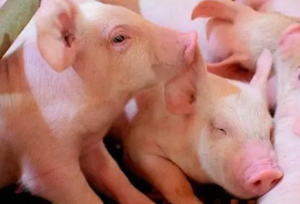 灭顶之灾是什么生肖?