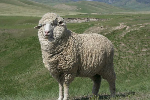 黎民百姓,打一生肖