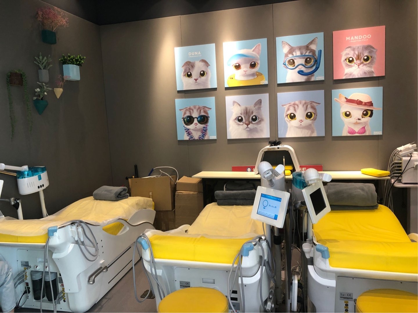 洗脸猫与洗脸熊的区别