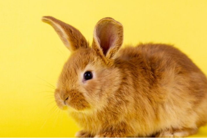 粗俗之辈解一生肖是兔子吗