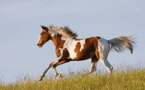 野马脱缰的意思