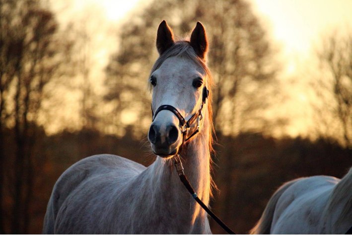 人依远戍须看火,马踏深山不见踪的意思
