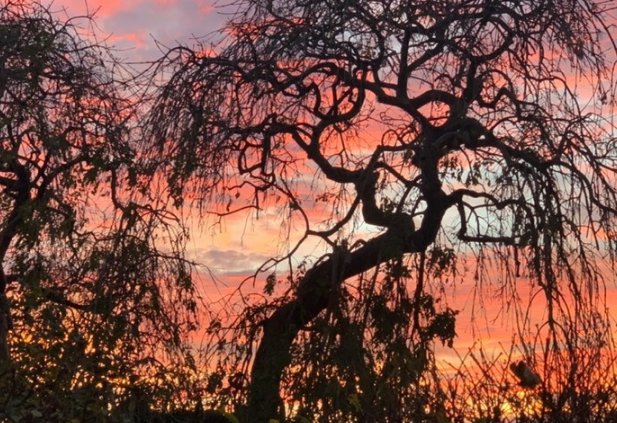 “乂氼”是什么意思?