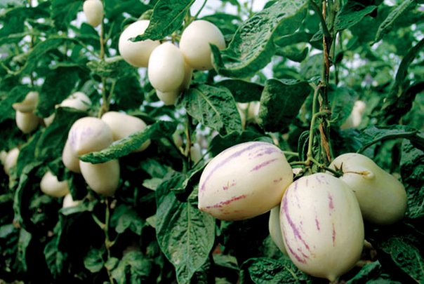 人参果树长什么样子图片