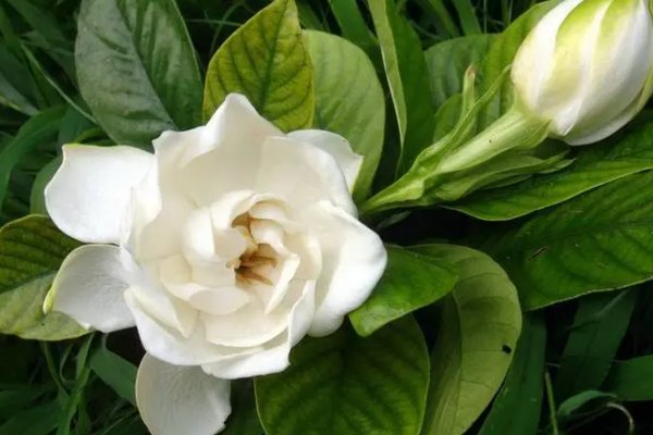 栀子花为啥不吉利