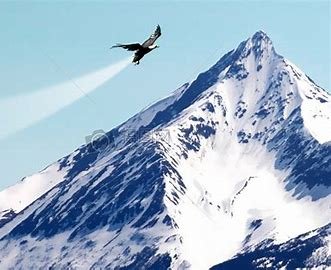 雀是什么结构的字