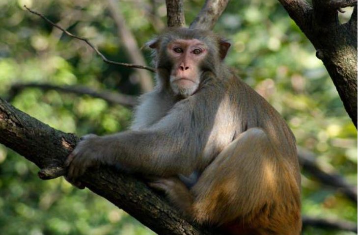 祖宗家法解一生肖