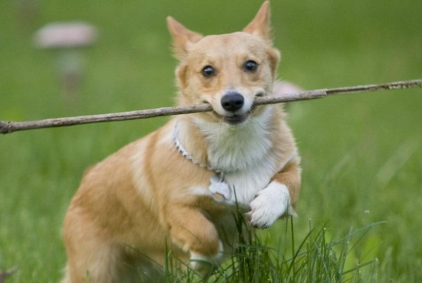 蝼蚁得志代表什么生肖