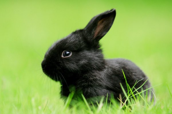 一息尚存什么动物