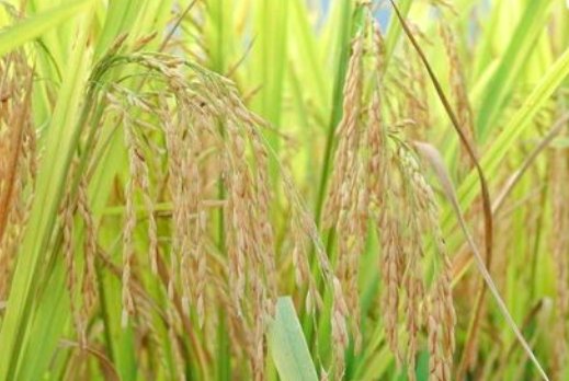 大溪文化的居民以什么作农业为主